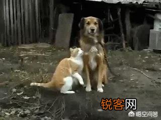 家里猫狗双全是什么体验？