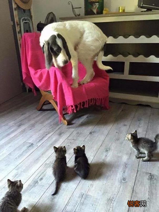 家里猫狗双全是什么体验？