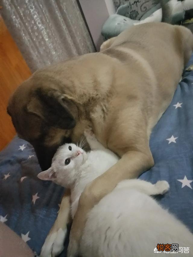 家里猫狗双全是什么体验？
