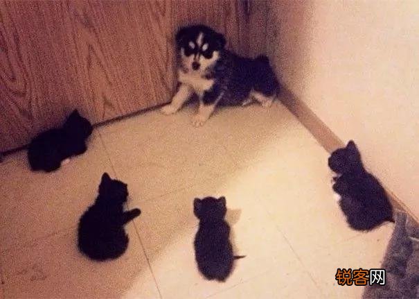 家里猫狗双全是什么体验？