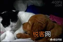 家里猫狗双全是什么体验？