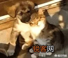 家里猫狗双全是什么体验？