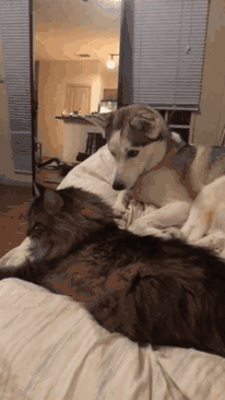 家里猫狗双全是什么体验？