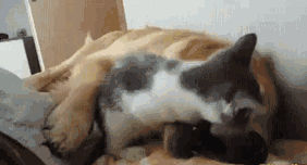 家里猫狗双全是什么体验？