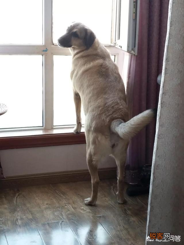 家里猫狗双全是什么体验？