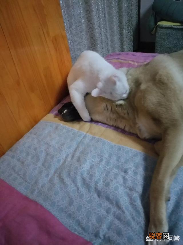 家里猫狗双全是什么体验？