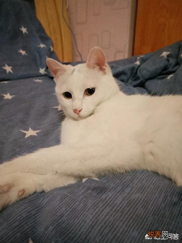 家里猫狗双全是什么体验？