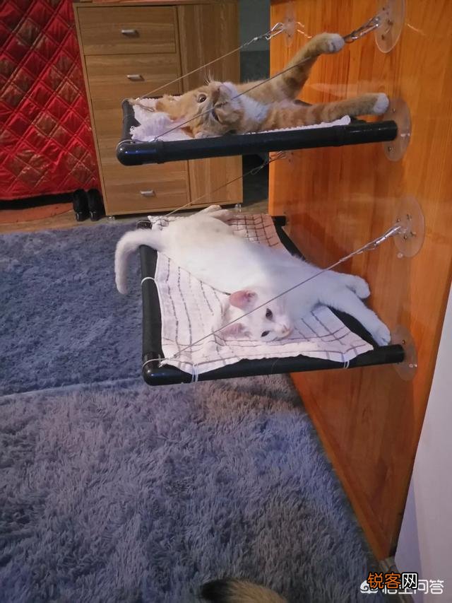 家里猫狗双全是什么体验？