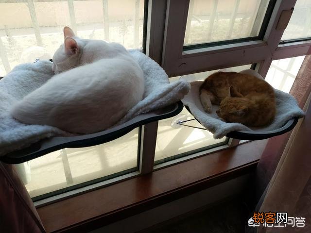 家里猫狗双全是什么体验？