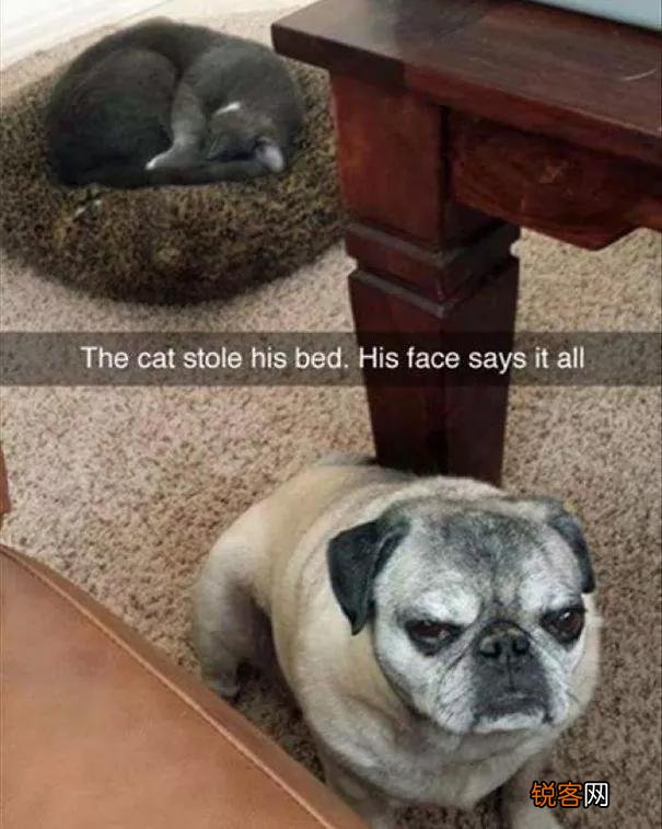 家里猫狗双全是什么体验？