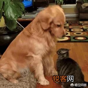 家里猫狗双全是什么体验？
