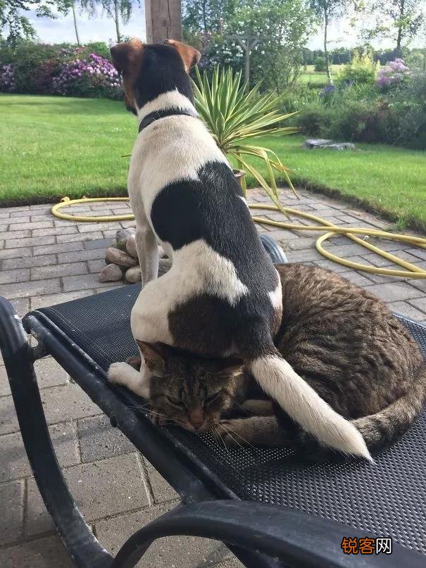 家里猫狗双全是什么体验？