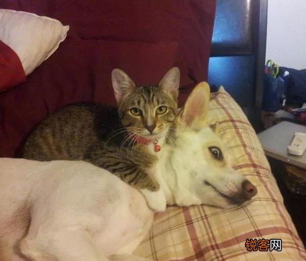 家里猫狗双全是什么体验？