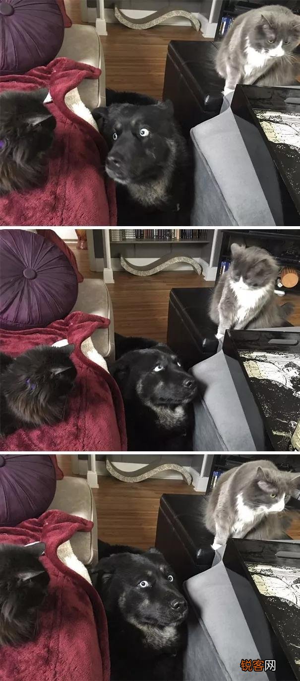 家里猫狗双全是什么体验？