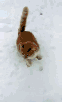 家里猫狗双全是什么体验？