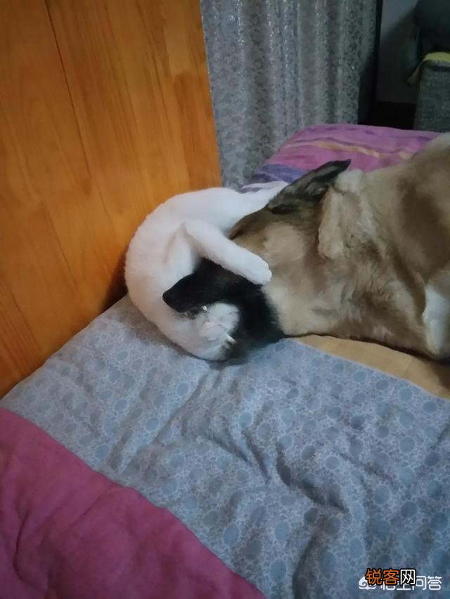 家里猫狗双全是什么体验？