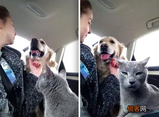 家里猫狗双全是什么体验？