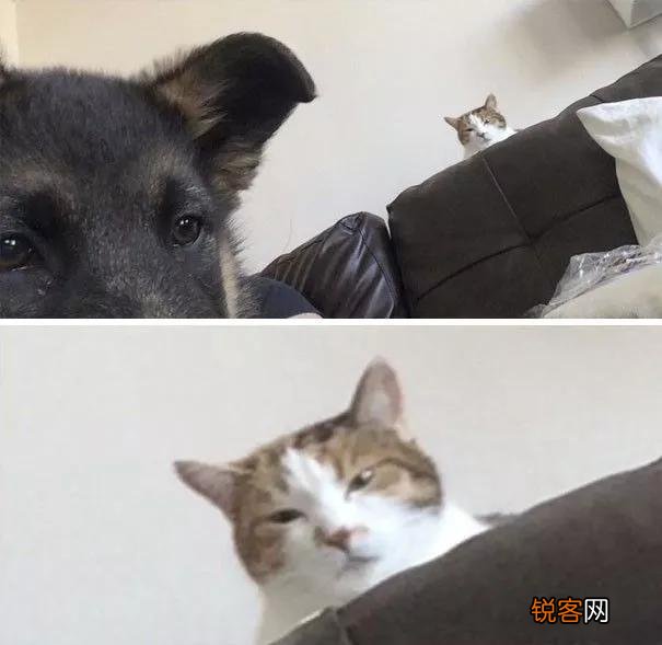 家里猫狗双全是什么体验？