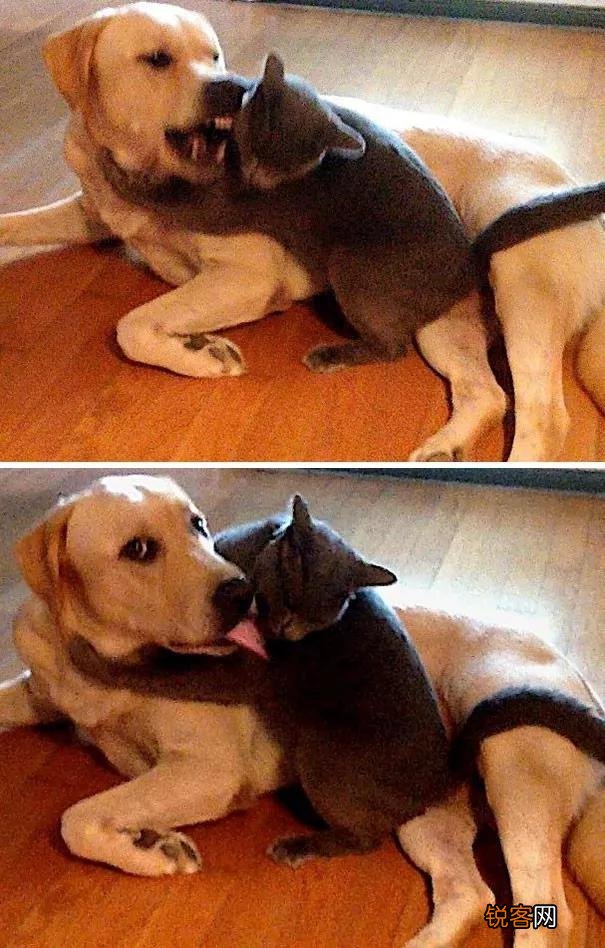 家里猫狗双全是什么体验？