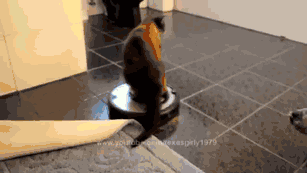 家里猫狗双全是什么体验？