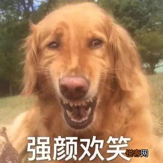 家里猫狗双全是什么体验？