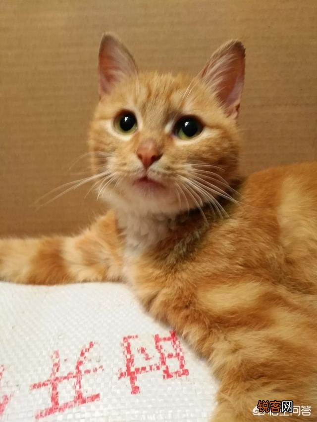 家里猫狗双全是什么体验？