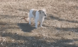 家里猫狗双全是什么体验？