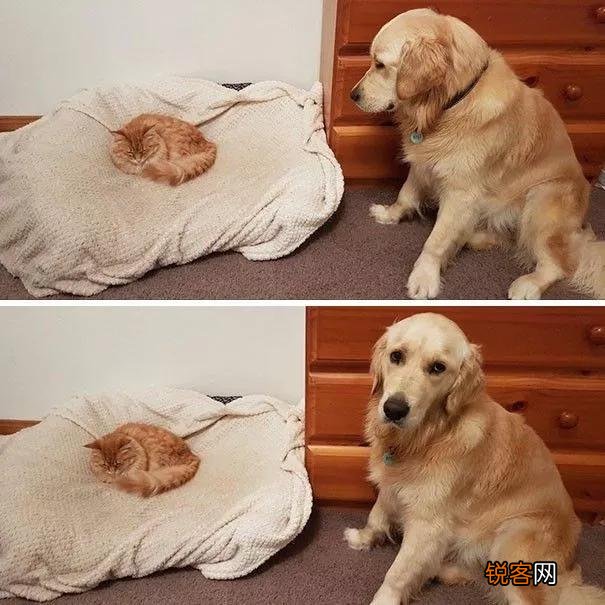 家里猫狗双全是什么体验？