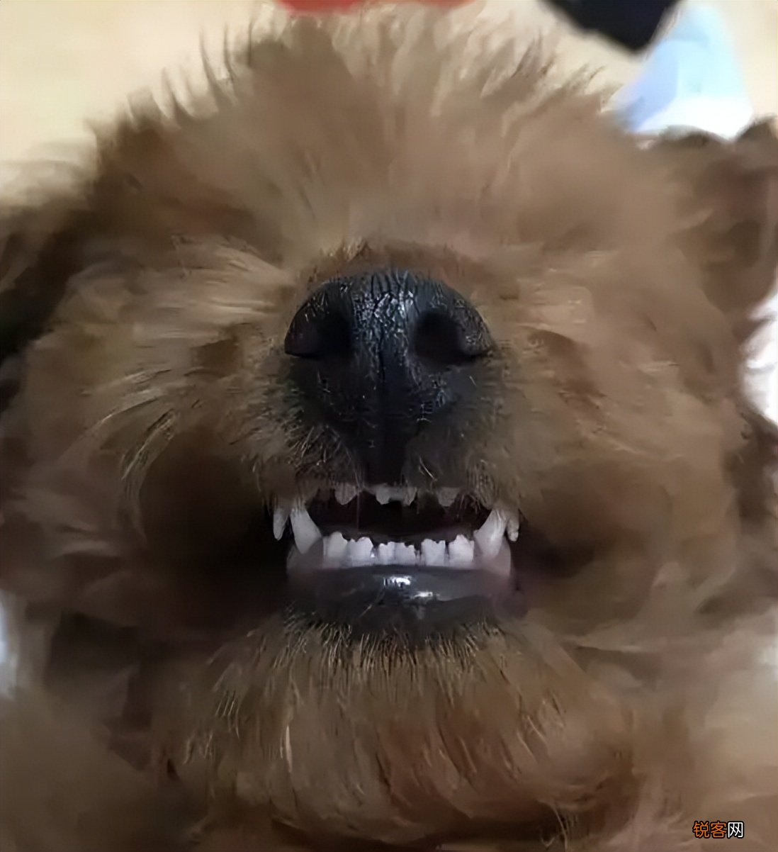 泰迪能活几年 要是有这些迹象，说明它老了