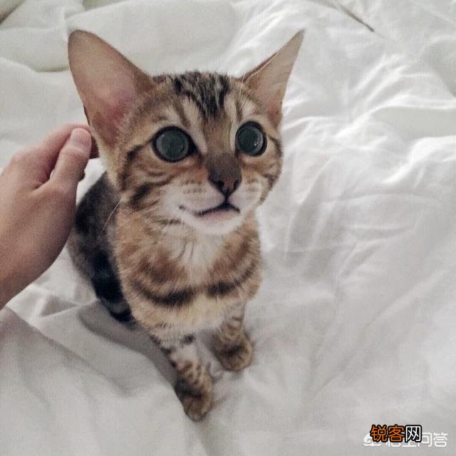 第一次养猫,哪种猫比较合适？