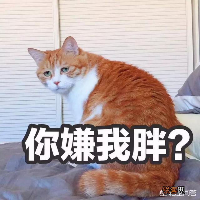 第一次养猫,哪种猫比较合适？