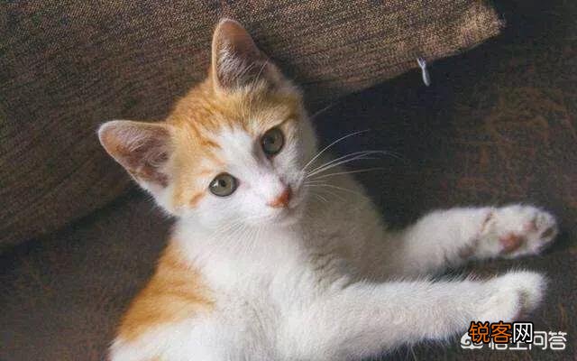 第一次养猫,哪种猫比较合适？