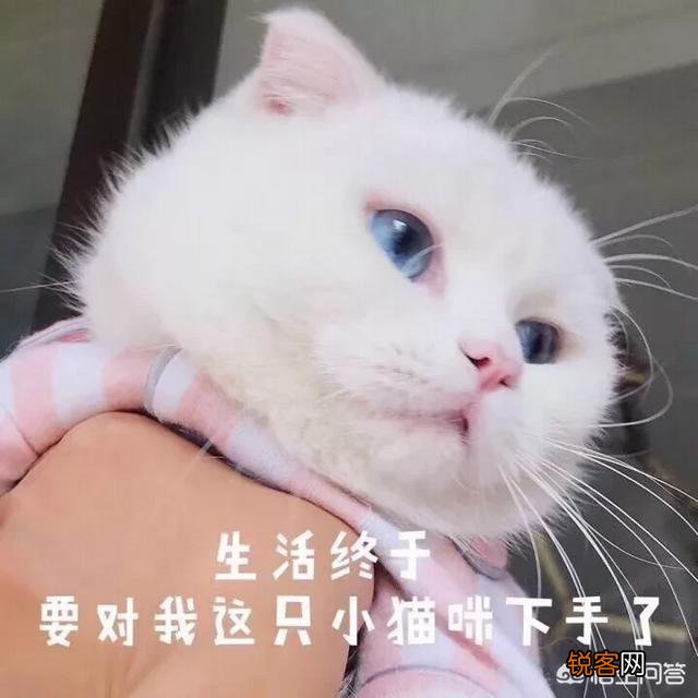 第一次养猫,哪种猫比较合适？