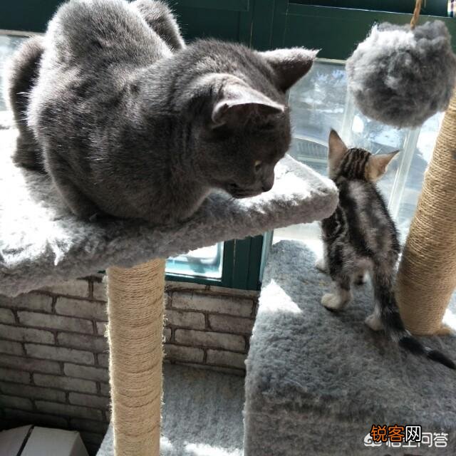 第一次养猫,哪种猫比较合适？
