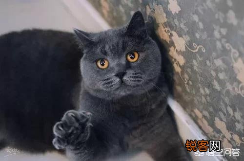 第一次养猫,哪种猫比较合适？