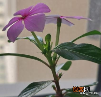 疫情当下,什么事让你失眠？