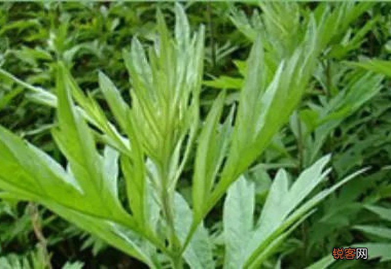 香草是什么植物 香草的相关介绍