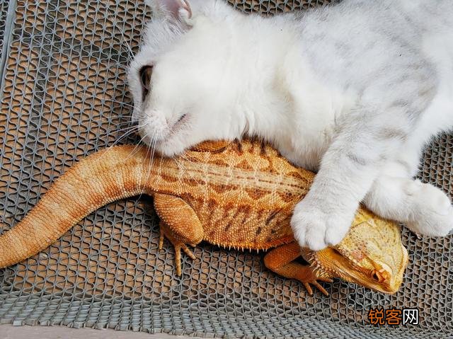 为什么现在养宠物猫的越来越多？你养猫为了什么？
