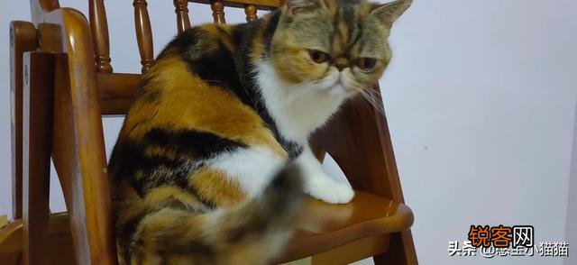 为什么现在养宠物猫的越来越多？你养猫为了什么？