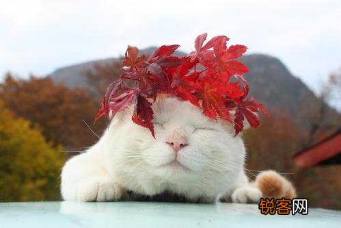 为什么现在养宠物猫的越来越多？你养猫为了什么？
