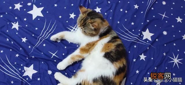 为什么现在养宠物猫的越来越多？你养猫为了什么？