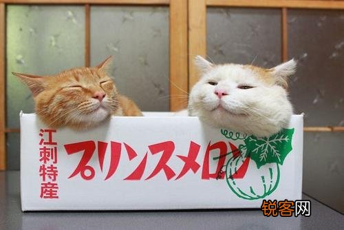 为什么现在养宠物猫的越来越多？你养猫为了什么？