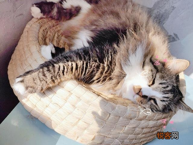 为什么现在养宠物猫的越来越多？你养猫为了什么？