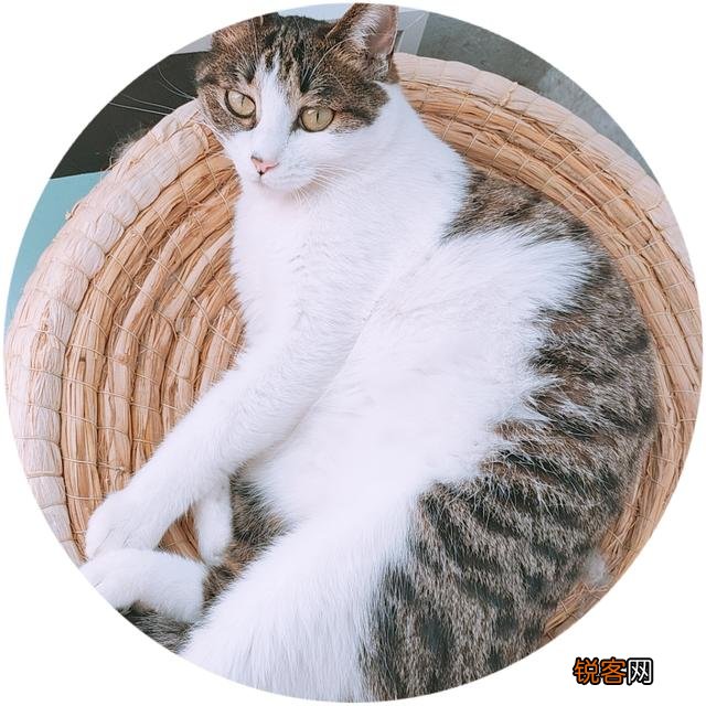 为什么现在养宠物猫的越来越多？你养猫为了什么？