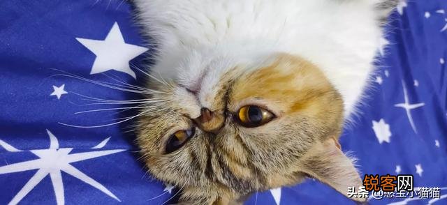 为什么现在养宠物猫的越来越多？你养猫为了什么？