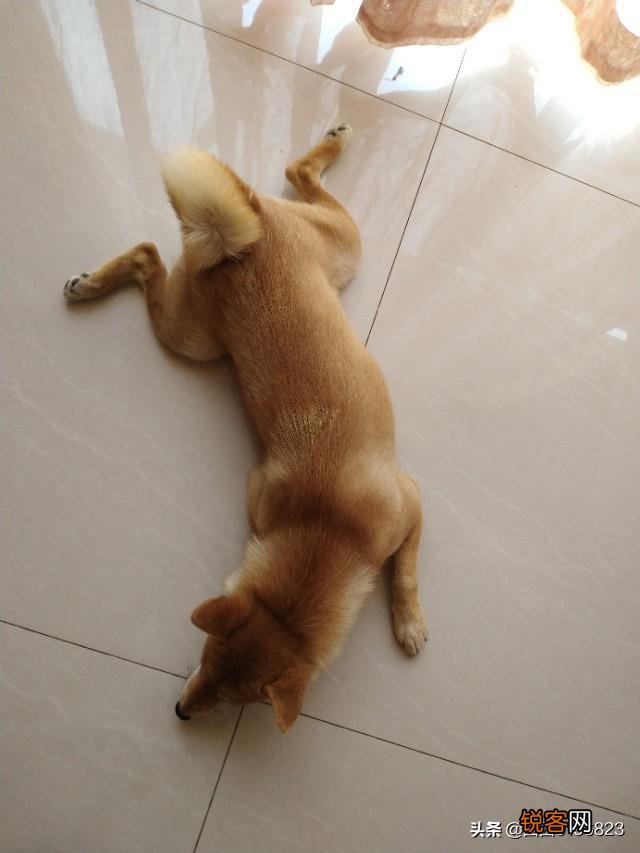 为什么现在养宠物猫的越来越多？你养猫为了什么？