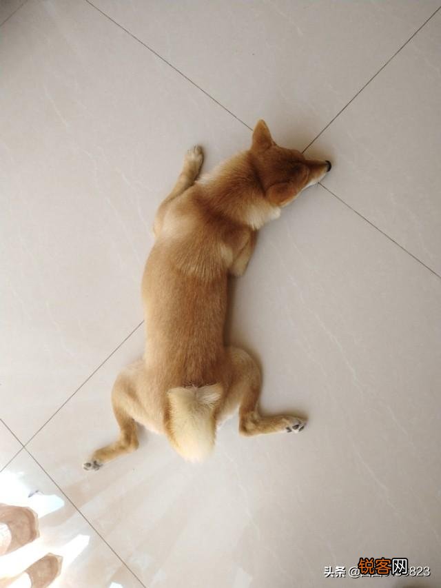 为什么现在养宠物猫的越来越多？你养猫为了什么？