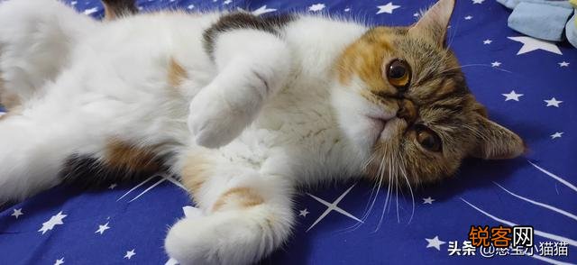 为什么现在养宠物猫的越来越多？你养猫为了什么？