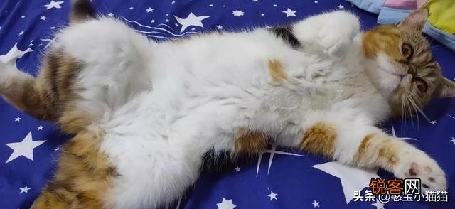 为什么现在养宠物猫的越来越多？你养猫为了什么？