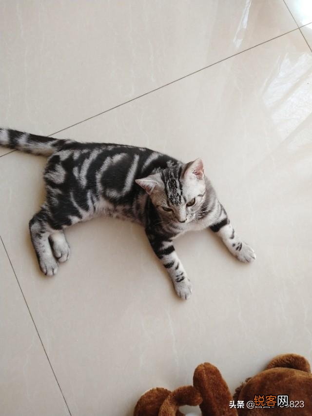 为什么现在养宠物猫的越来越多？你养猫为了什么？